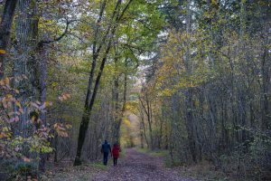 tree, nature, picture, drink, landscape, trees, trunk, sheets, branches, fall, natural, environment, atmosphere, texture, beauty, light, forest, scenic, ballad, promenade, trail, hiking